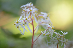 Saxifraga cortusifolia