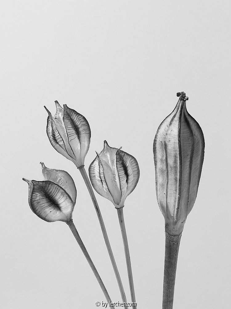 Tulpen-Früchte