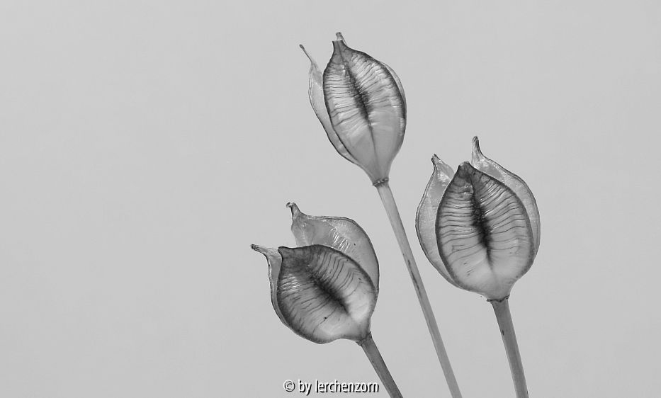 Tulpen-Früchte