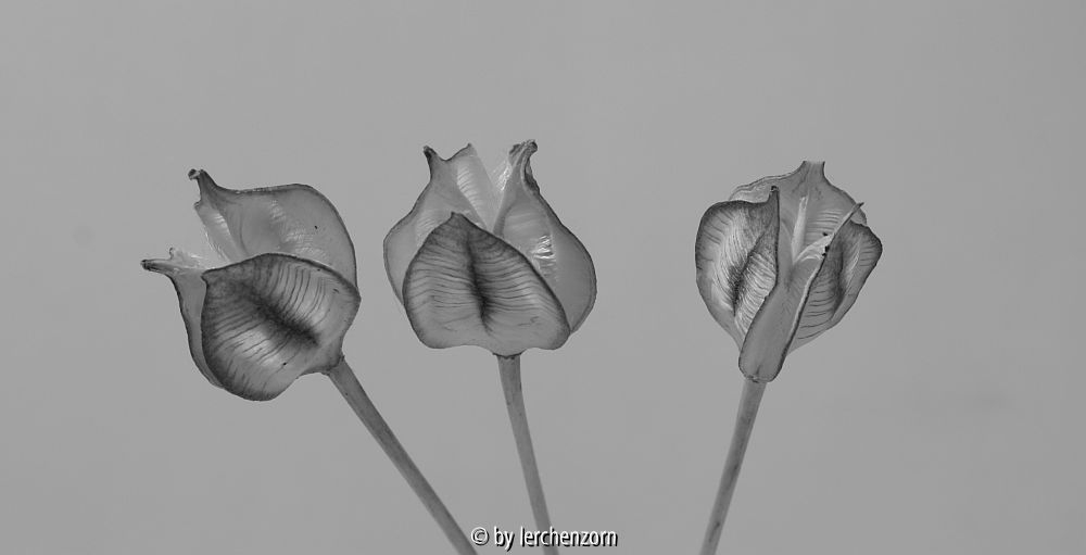 Tulpen-Früchte