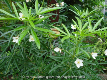 Choisia 2012-10-7.jpg