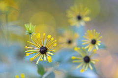 Rudbeckia ´Henry Eilers´