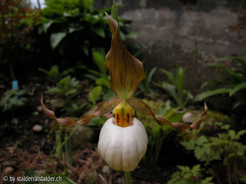 Cypripedium x andrewsii