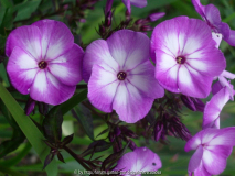 Phlox. pan. 'Uspech', 'Laura' ?