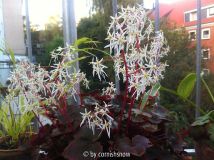 Saxifraga cortusifolia var. fortunei 'Rubrifolia'