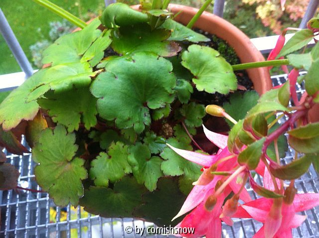 Saxifraga Cortusifolia-Hybride ?