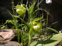 Cypripedium henryi