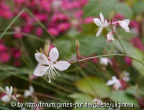 Gaura 10_10_12.JPG