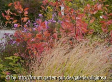 Amelanchier Panicum 10_10_12.JPG