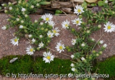 Aster winzig 10_10_12.JPG