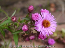 Aster na-Sämling 10_10_12.JPG