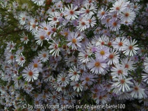 unbekannte Aster.JPG