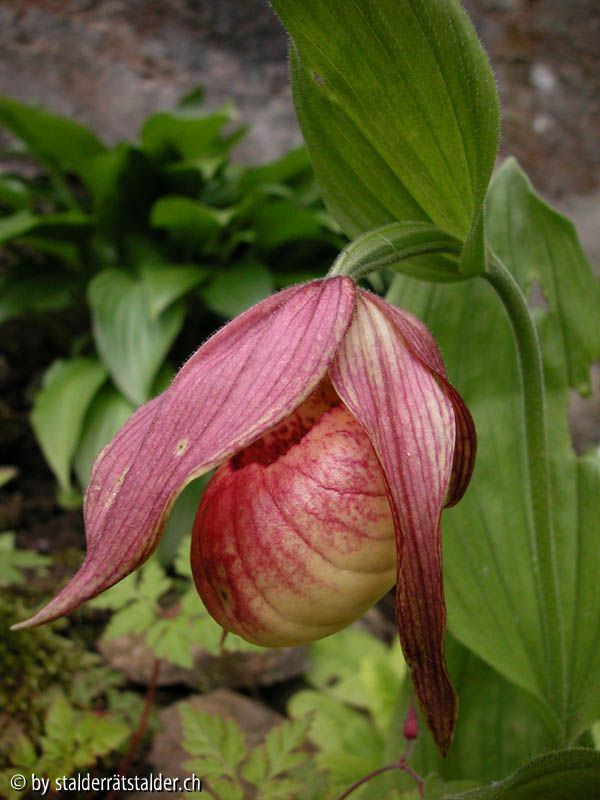 Cypripedium hybride