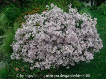 Aster Poollicht.JPG