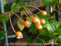 Hagebutten Lykkefund