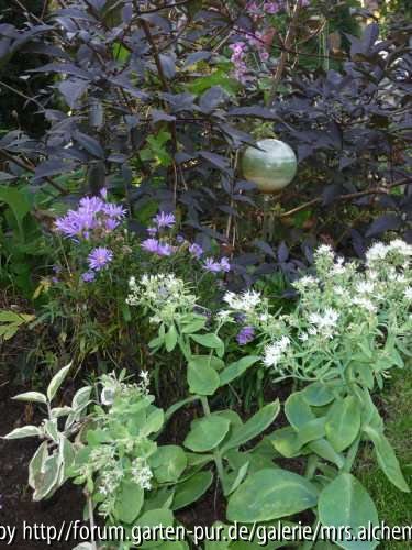 Black Beauty mit Sedum und Aster