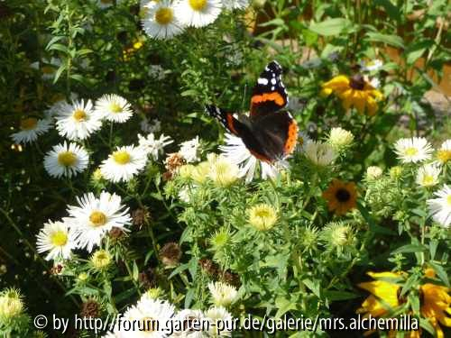 Aster mit Besuch
