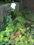 Anemone mit Hydr. serr.