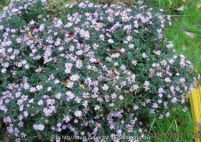 Kissenaster kleinblütig blaurosa