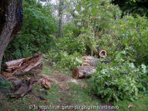 Walnuss_Trampelpfad-Garten