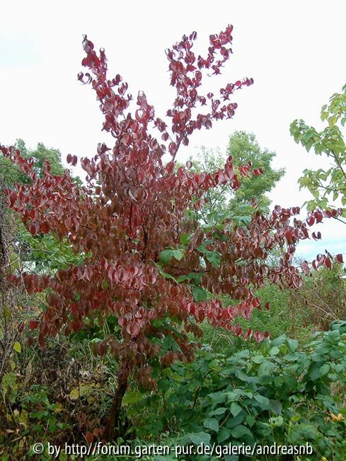 Cornus-officinalis_Herbstfärbung2012