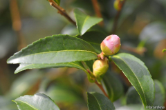 paradise petite knospen