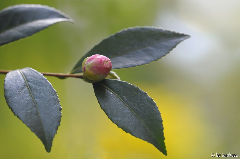 early pearly knospe