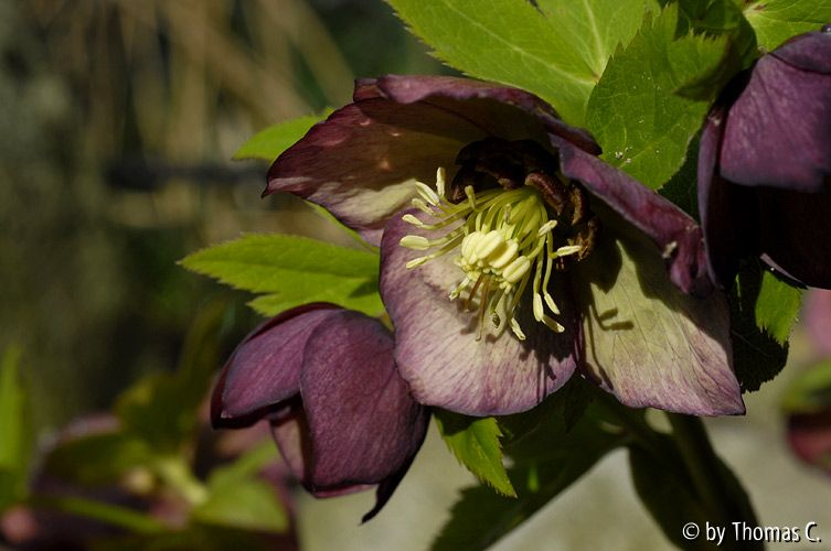 Helleborus aubergine