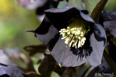 Helleborus dunkel