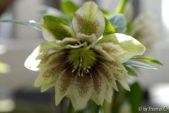 Helleborus hell gepunktet