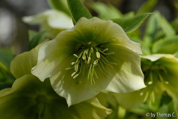 Helleborus hell gelbgrün
