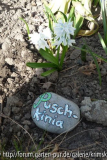 puschkinie_1_2_1.JPG