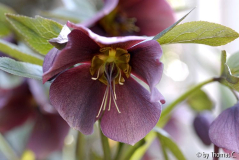 Helleborus mittel-violett
