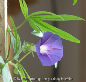 Ipomea pubescens