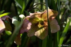 Helleborus hell rosagestreift