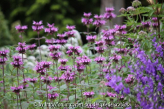 Monarda