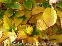 Betula medwediewii