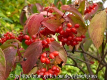 Viburnum	setigerum