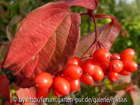 Viburnum	setigerum