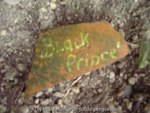 Tonscherbe 2010