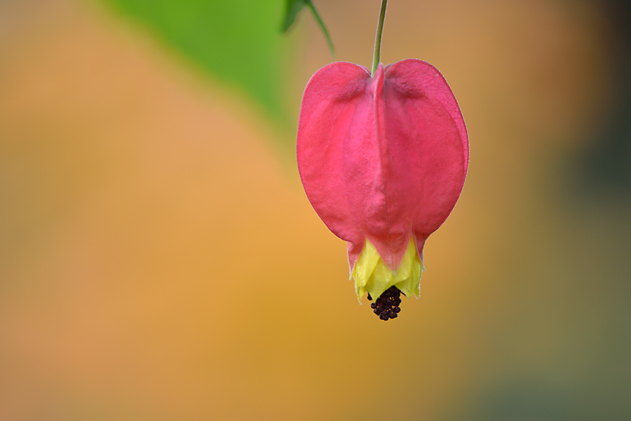 Abutilon mit Nyssa im HG