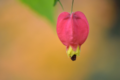 Abutilon mit Nyssa im HG