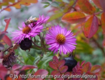 Aster Biene R_ pimp_21_10_12 .JPG