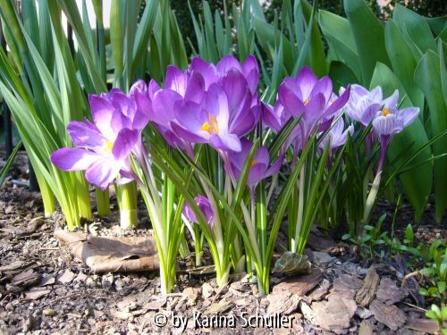 Krokusse
