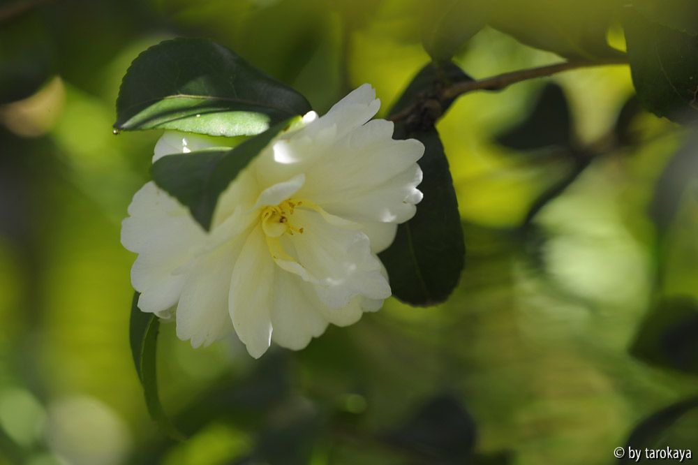 bianco natale