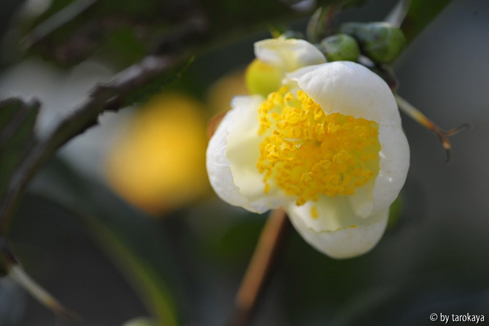 C.sinensis 10/12