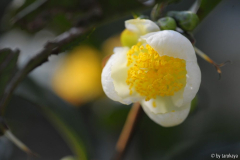 C.sinensis 10/12