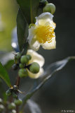 C.sinensis2 10/12