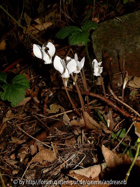 Cyclamen hederifolium - weiß