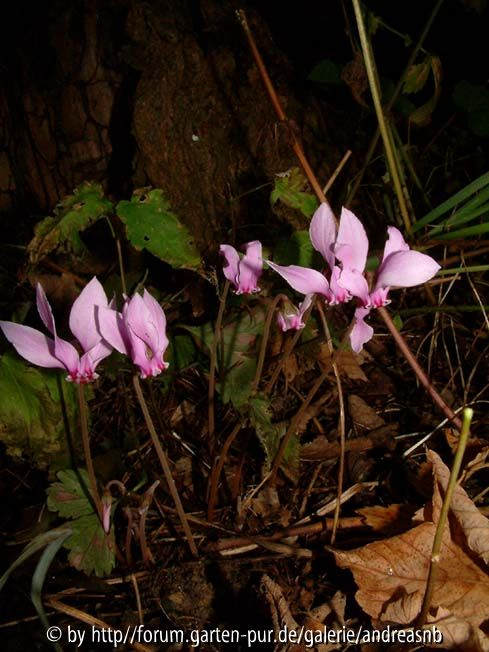 Cyclamen hederifolium - rosa